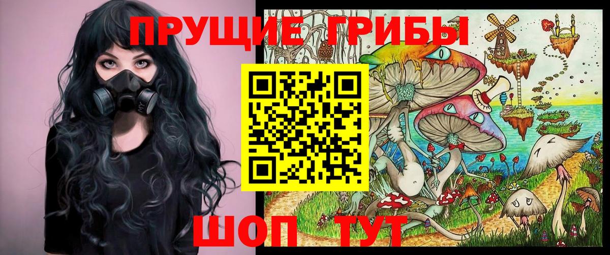 Псилоцибиновые грибы Psilocybe Гудермес